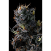Giggin' Grapes, Фасовка: 7, изображение 2